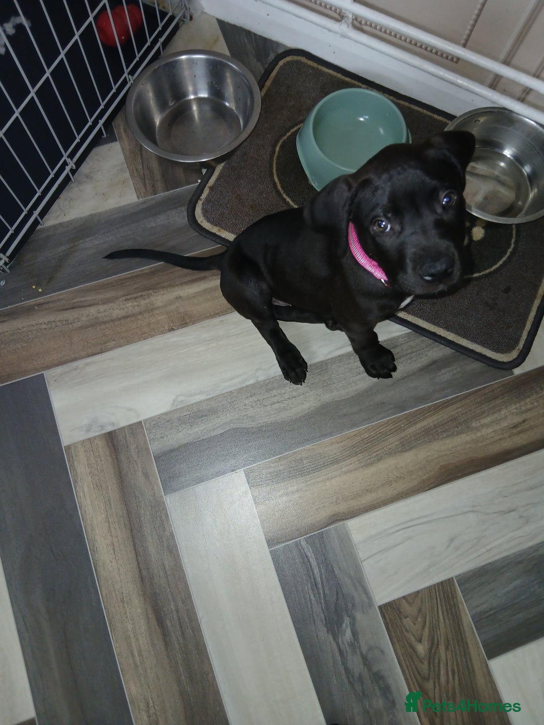 Staffordshire Bull Terrier dogs for sale: Staffordshire bull terror puppies  in London - Image 31