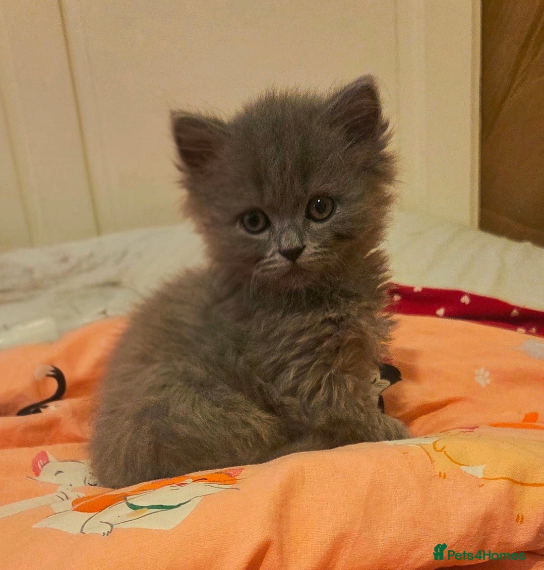 British Longhair cats British Longhair Blue Male  - Advert 1