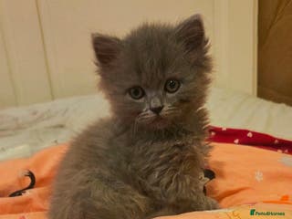 British Longhair cats British Longhair Blue Male - Advert 1