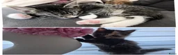 Mixed Breed cats for sale: Fluffy Cuddly Kittens  in Daventry - Advert 1