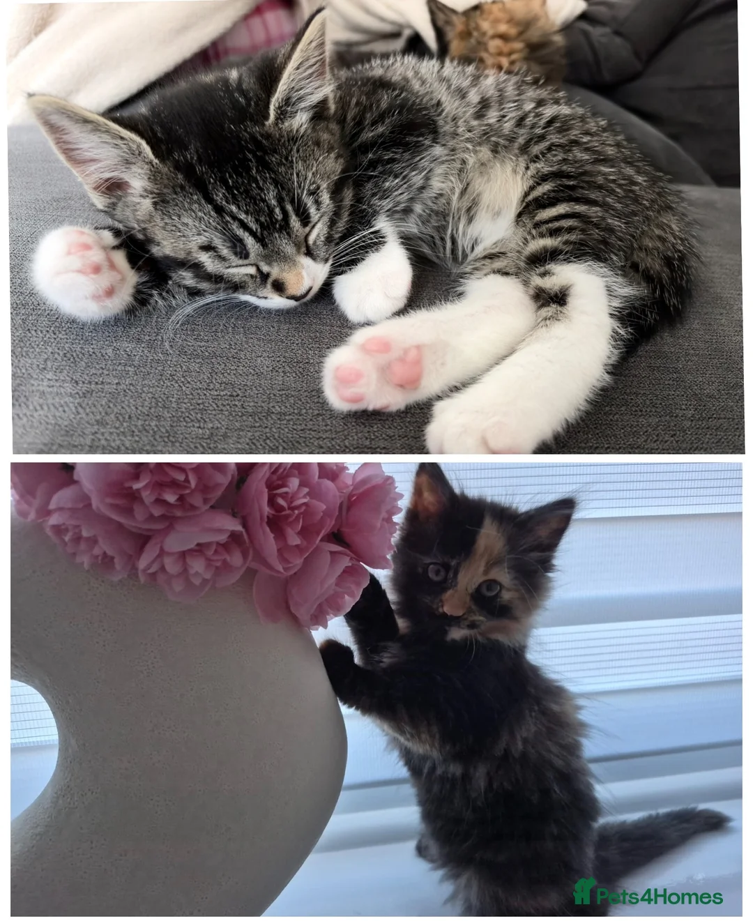 Mixed Breed cats for sale: Fluffy Cuddly Kittens  in Daventry - Advert 1