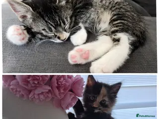 Mixed Breed cats Fluffy Cuddly Kittens - Advert 3