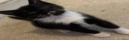 Mixed Breed cats for sale: 🐾Siamese cross kittens 🐾 - Advert 10