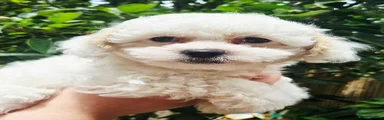 Shihpoo 2