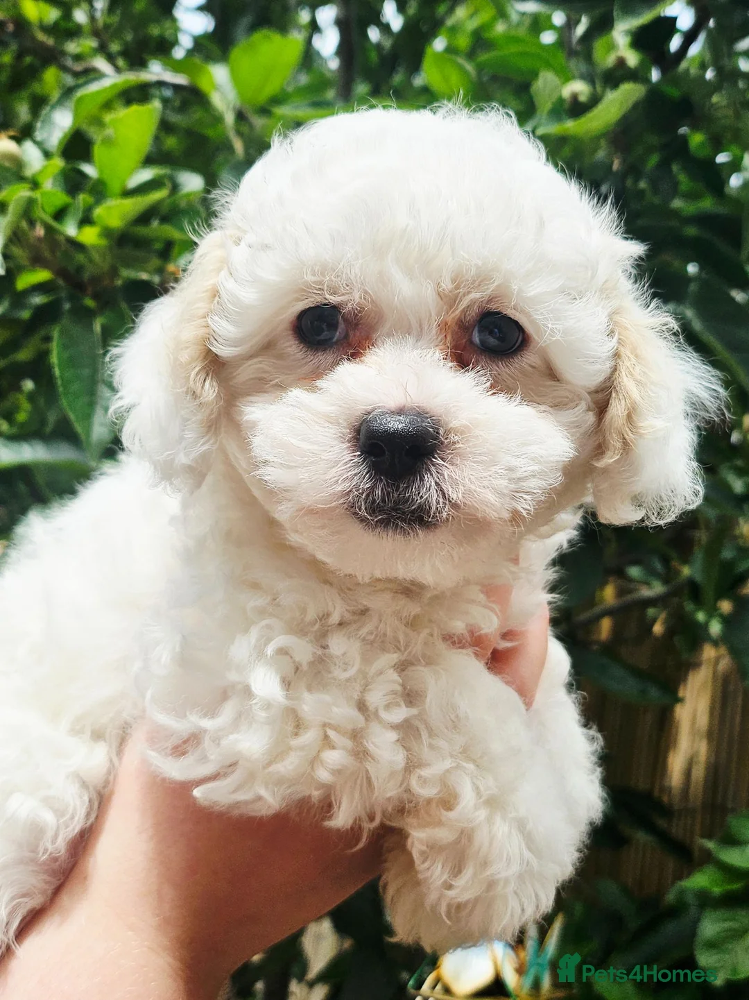 Shihpoo dogs for sale: ❤️Beautiful Shihpoo's❤️ - Advert 2