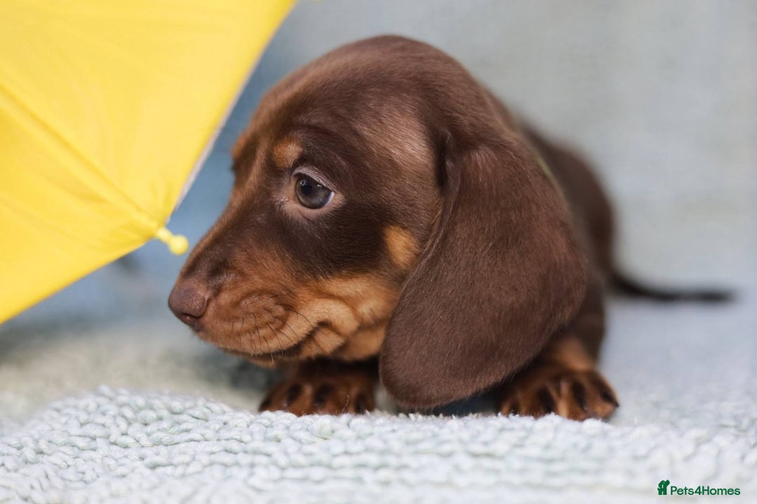 Dachshund dogs for sale: 5 weeks insurance  miniature dachshunds puppies - Image 28