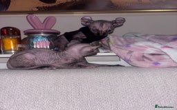 Sphynx cats for sale: Half Elf sphynx  - Image 11