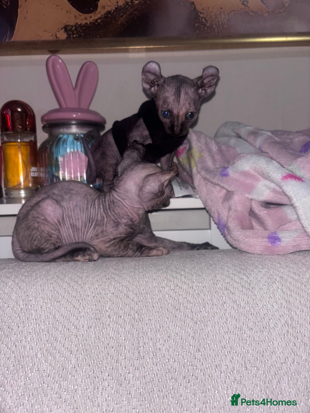 Sphynx cats for sale: Half Elf sphynx  - Image 11