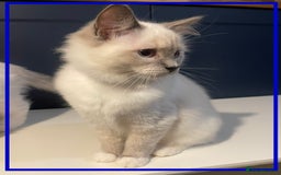 Ragdoll cats for sale: 🐾💕Last remaining ragdolls 💕🐾 in Hitchin - Image 17