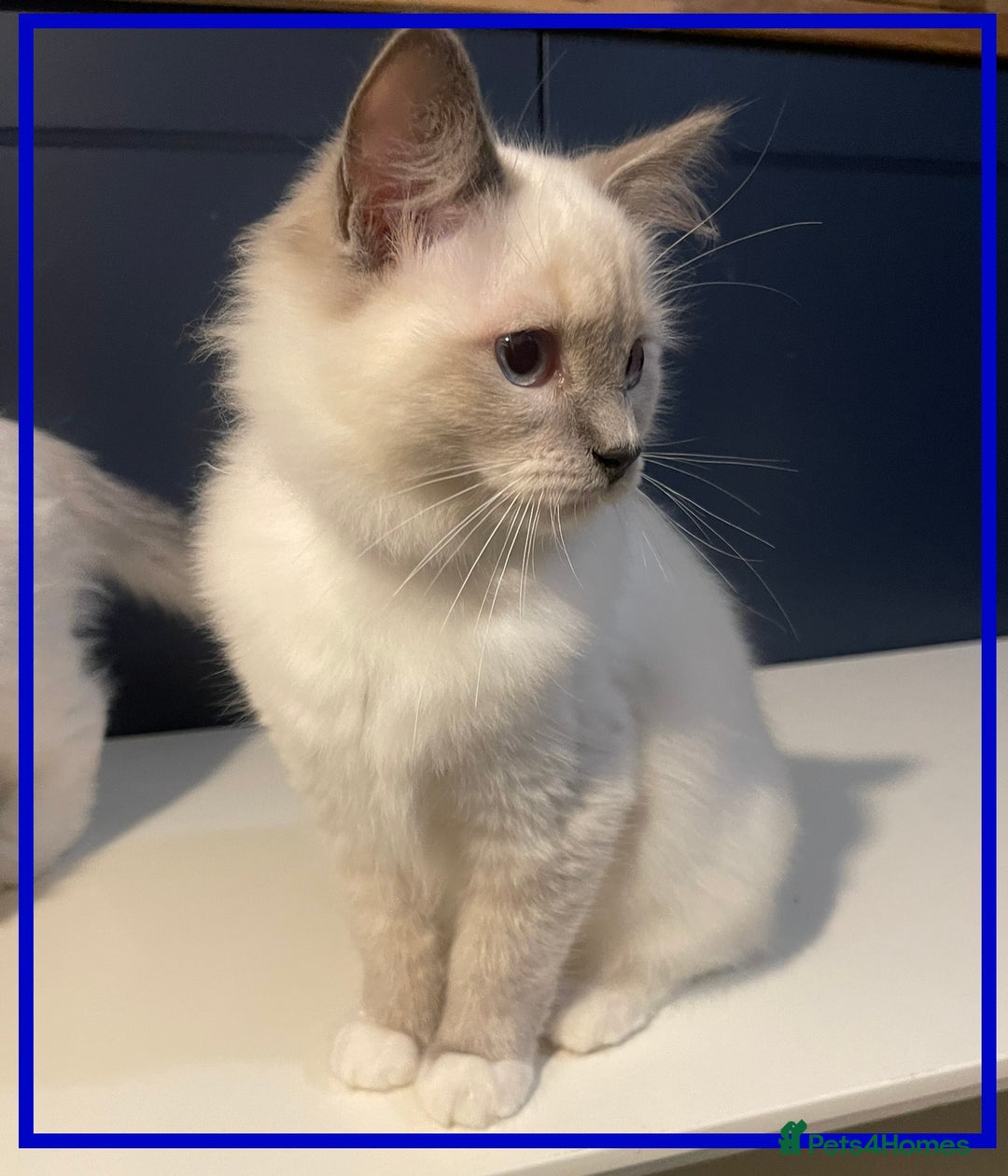 Ragdoll cats for sale: 🐾💕Last remaining ragdolls 💕🐾 in Hitchin - Image 17