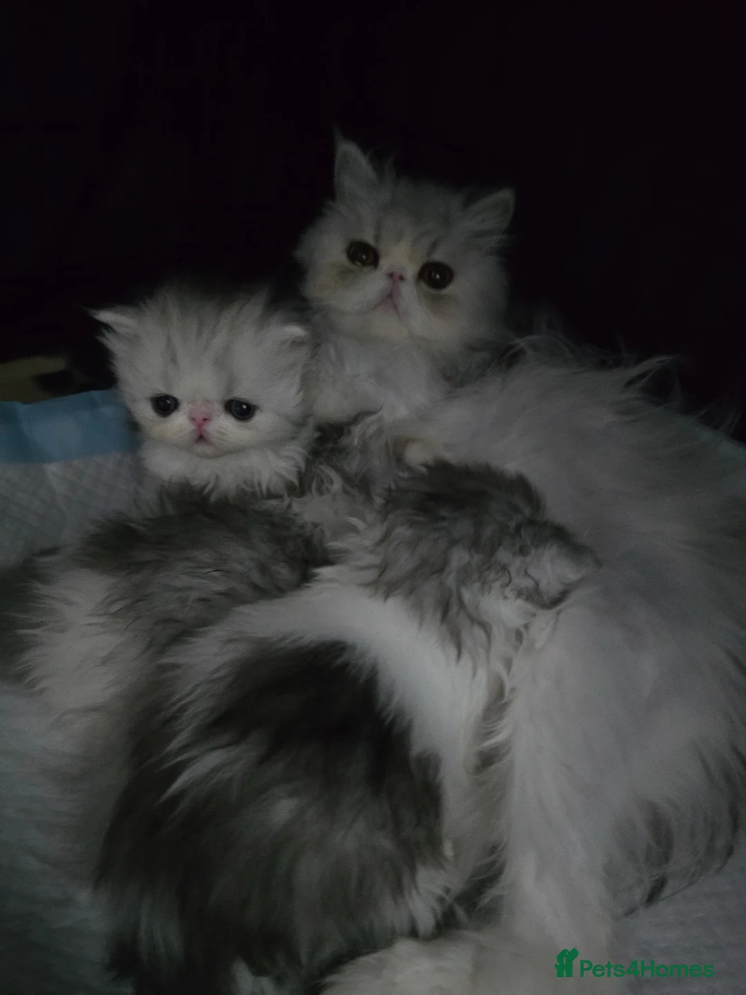 Persian cats for sale: Persian Female Silver Tabby Cat - GCCF - PKD Clear - Advert 8