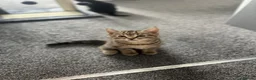 Mixed Breed cats for sale: 3 adorable kittens looking for loving home  in Basildon - Advert 6