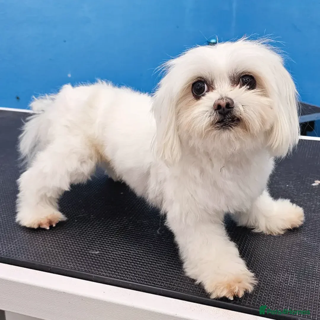 Maltipoo dogs for sale: Bailey is a lovely 5 month old. Maltipoo - Advert 2