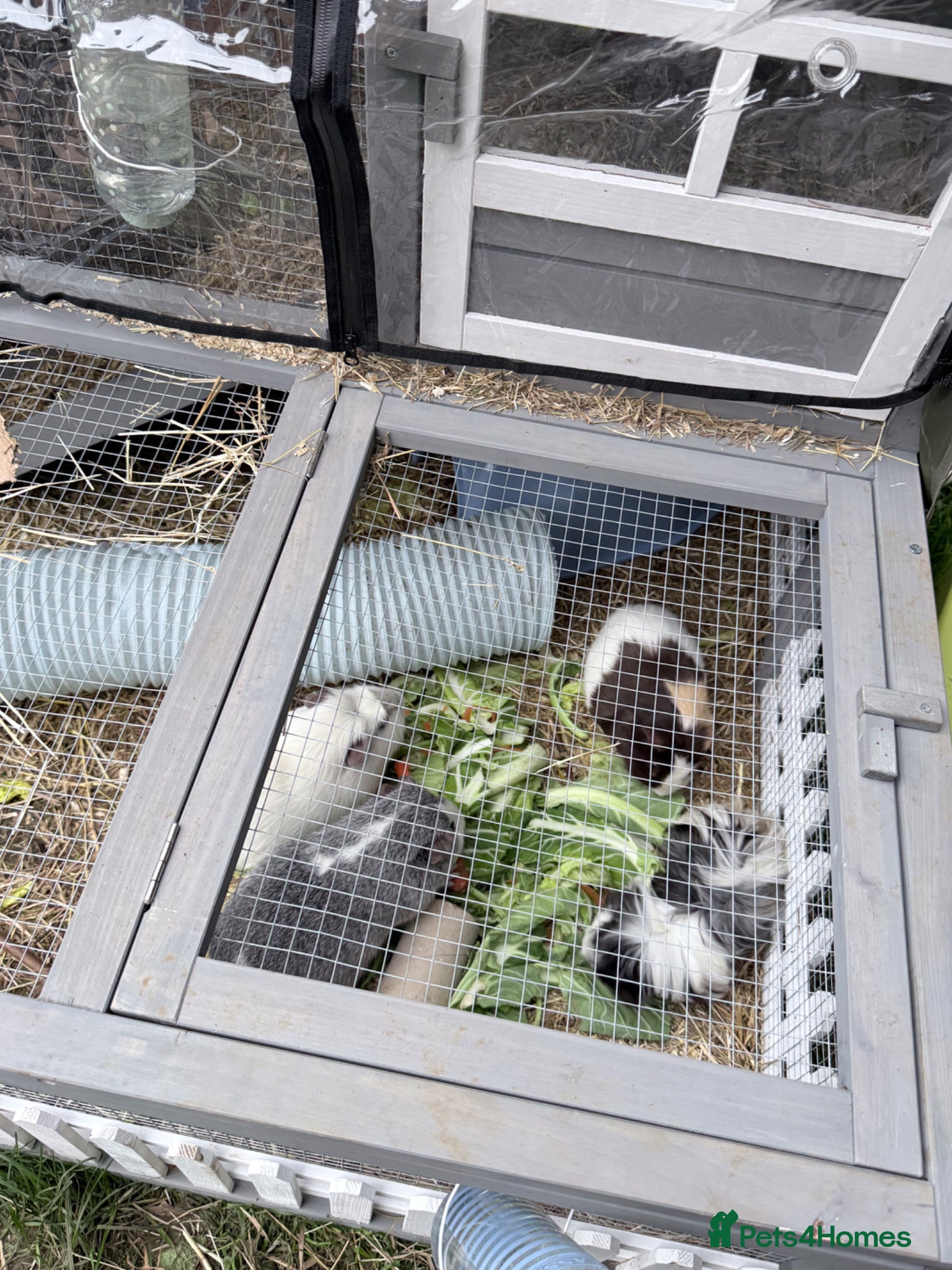 Guinea Pig rodents Boar guinea pigs  - Advert 1