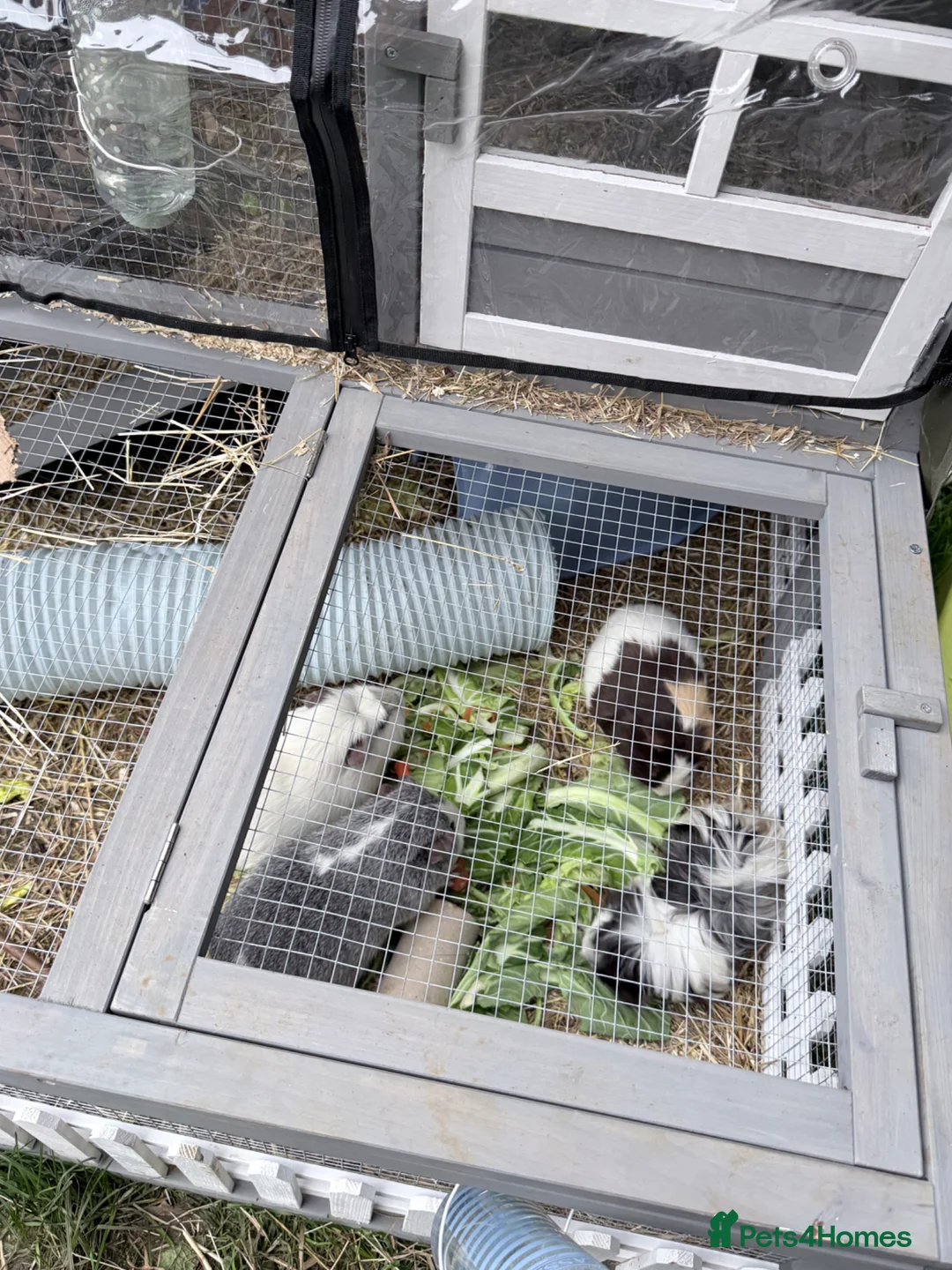 Guinea Pig rodents for sale: Boar guinea pigs  in Bristol - Advert 1