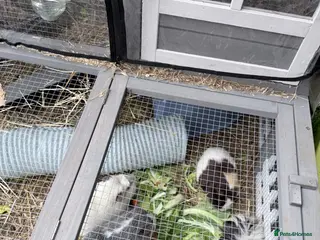 Guinea Pig rodents Boar guinea pigs - Advert 1