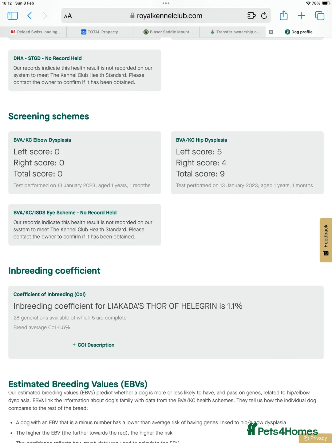 Springador dogs for sale: Beautiful Springador Puppies  - Advert 17