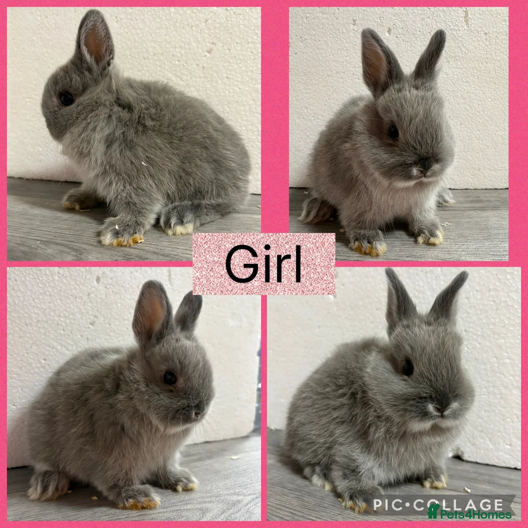 Netherland Dwarf rabbits for sale: Netherland Dwarf Baby Bunnies  - Advert 3