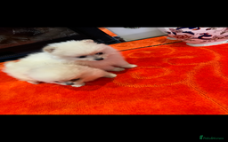 Pomeranian dogs for sale: 2 Miniature Pomeranian Puppies - Advert 1