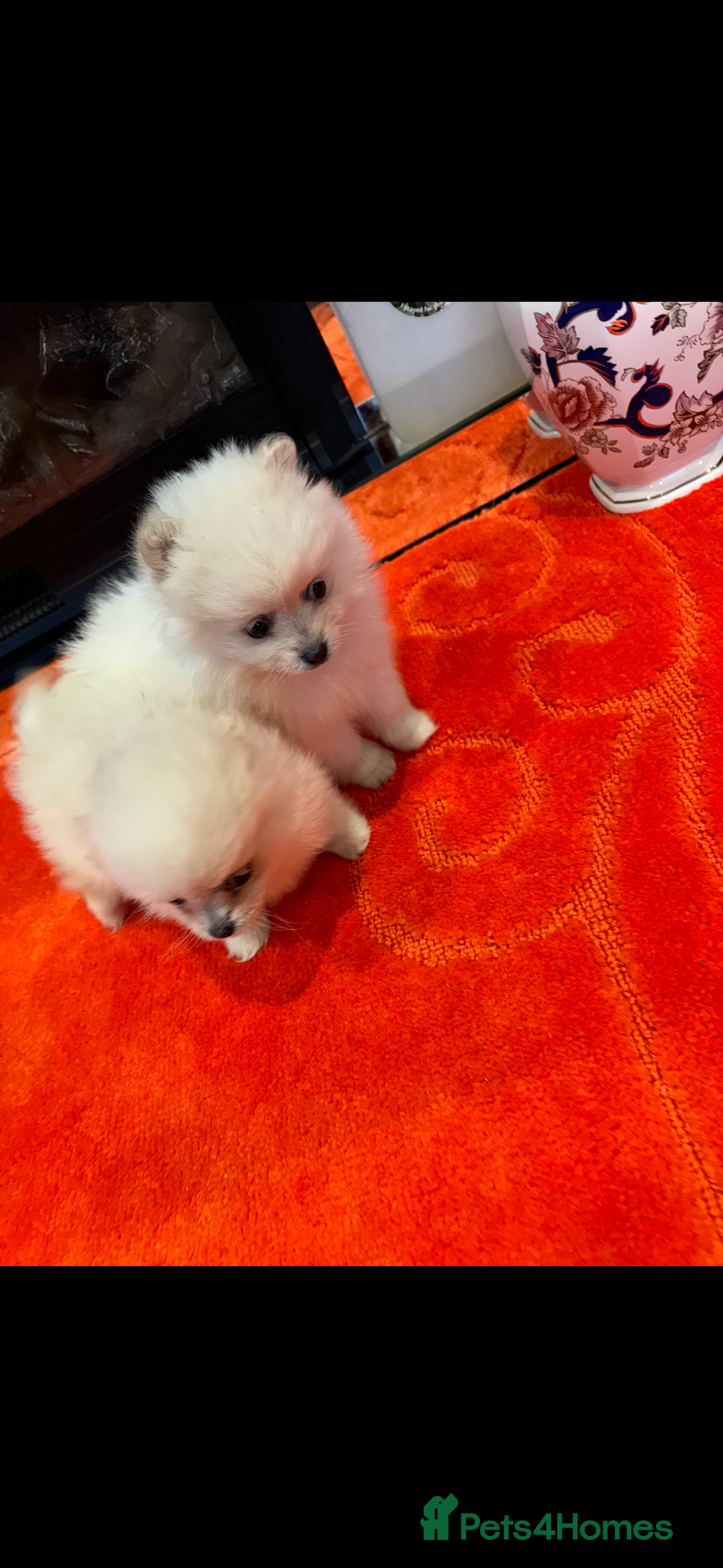 Pomeranian dogs for sale: 2 Miniature Pomeranian Puppies - Advert 1