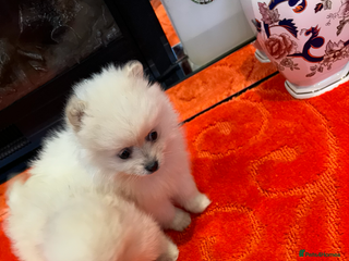 Pomeranian dogs for sale: 2 Miniature Pomeranian Puppies - Advert 1
