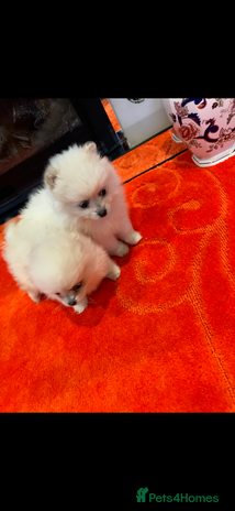 Pomeranian dogs 2 Miniature Pomeranian Puppies - Advert 2