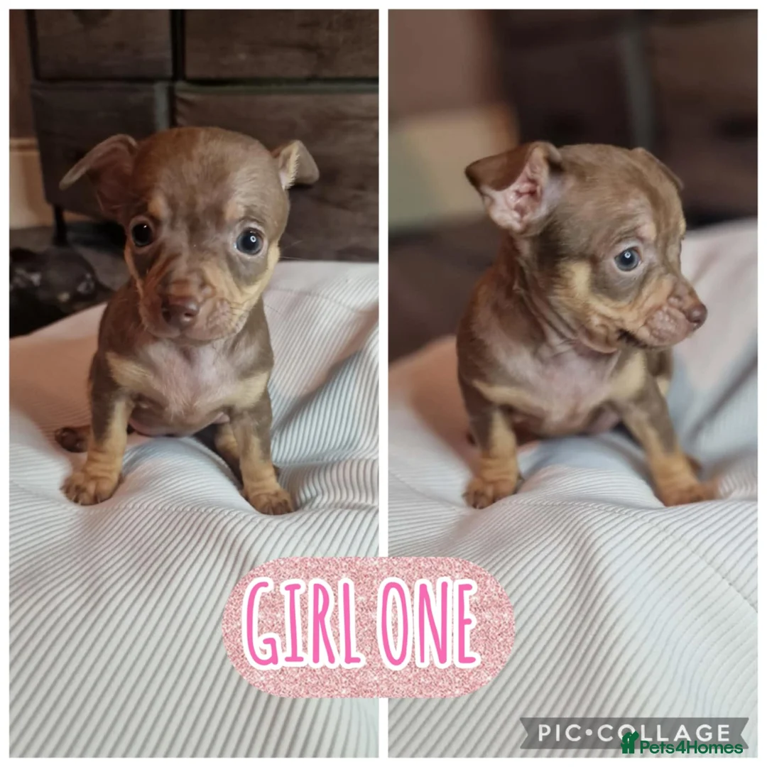 Chihuahua dogs for sale: Beautiful full breed chihuahua puppies 🐶 😍  - Advert 2