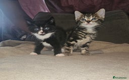 Mixed Breed cats for sale: Ragdoll/Tabby mixed kittens  - Image 8