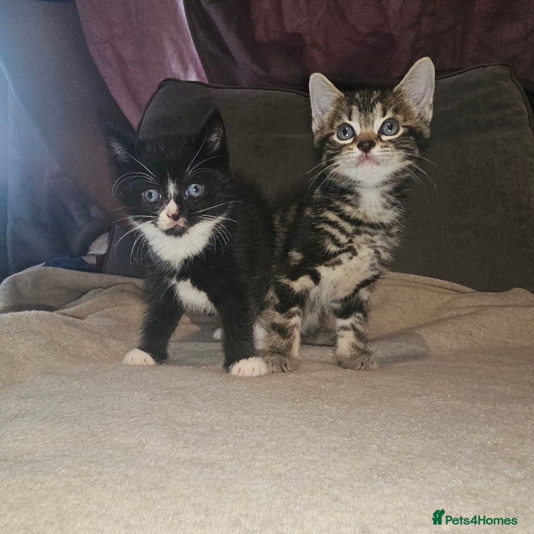 Mixed Breed cats for sale: Ragdoll/Tabby mixed kittens  - Image 8