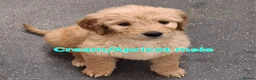 Goldendoodle dogs for sale: F1 Goldendoodle's - Advert 37