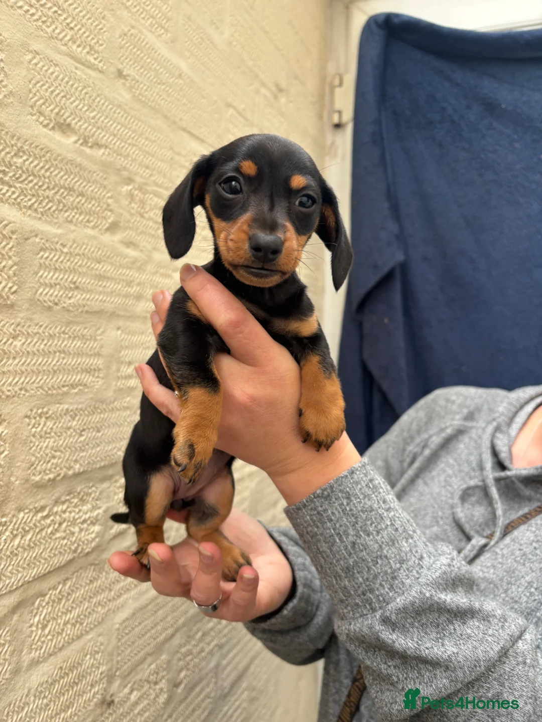 Dachshund dogs for sale: Dachshund puppy  - Advert 1