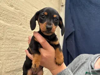 Dachshund dogs Dachshund puppy - Advert 1