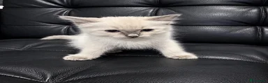 Ragdoll 3
