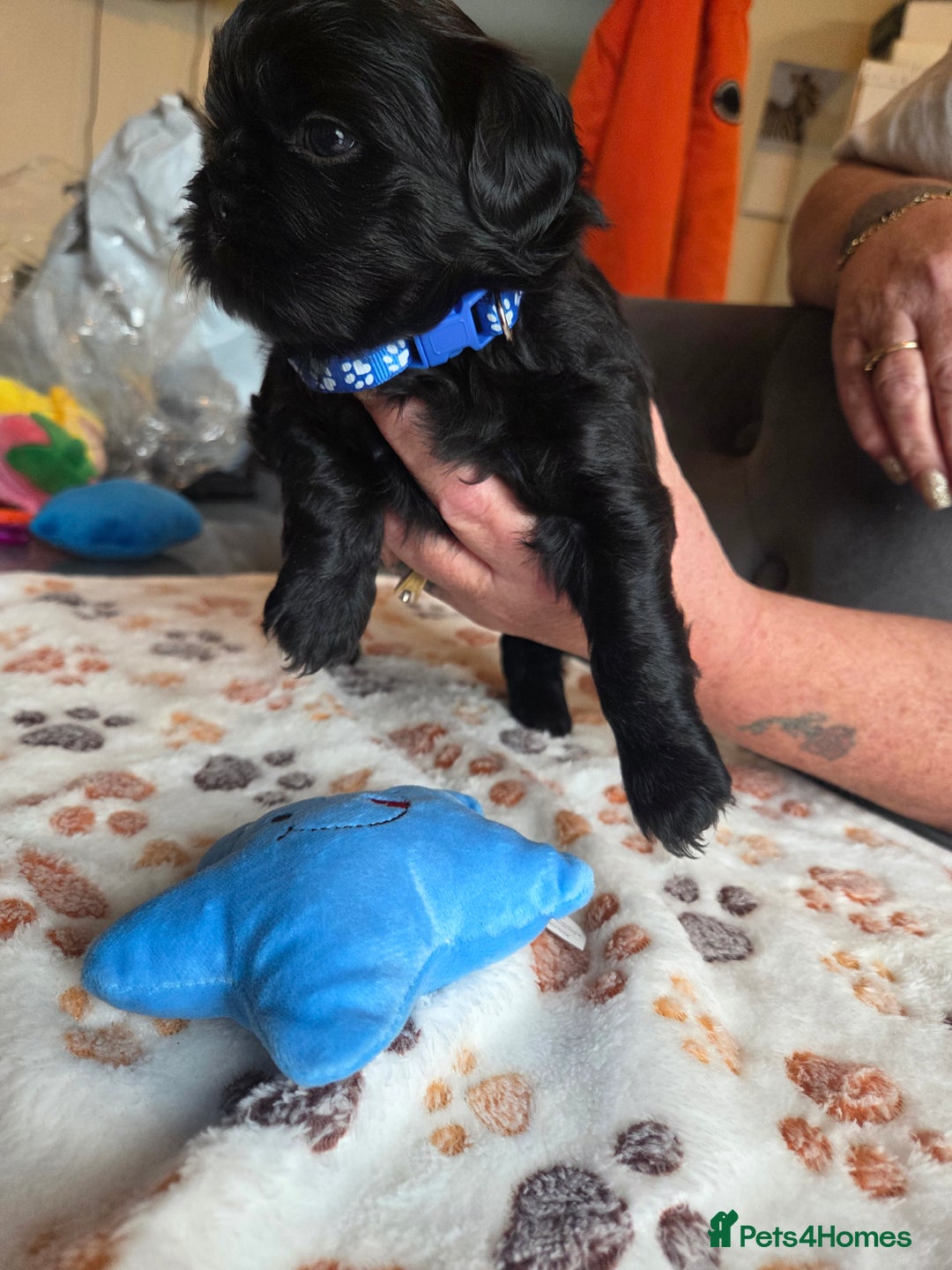 Shih Tzu dogs for stud: Shih Tzu For Stud - Advert 13