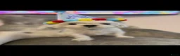 Maltese dogs for stud: Fabulous proven miniature Maltese for stud 🌟 - Advert 2