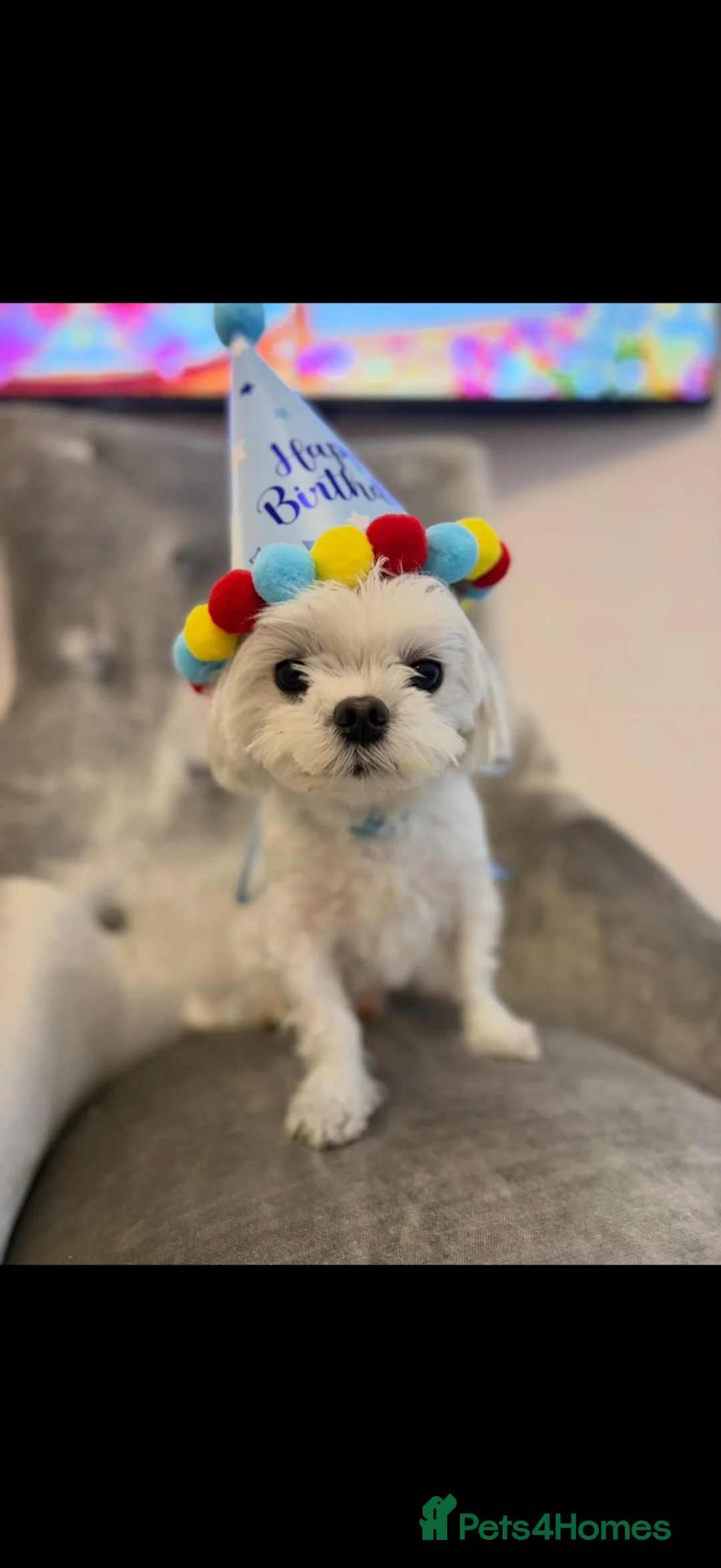 Maltese dogs for stud: Fabulous proven miniature Maltese for stud 🌟 - Advert 2
