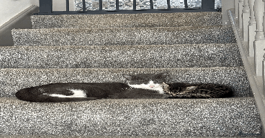 Mixed Breed cats - Advert 2