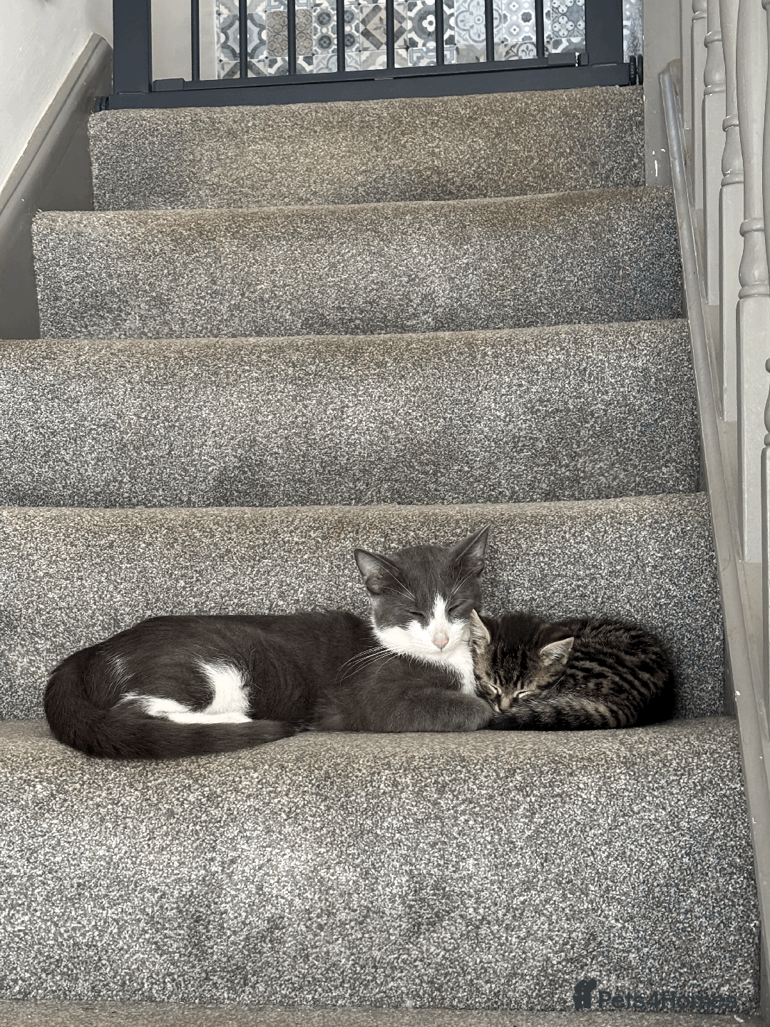 Mixed Breed cats for sale: Gorgeous, cheeky kittens. 3 boys, 1 girl - Image 2
