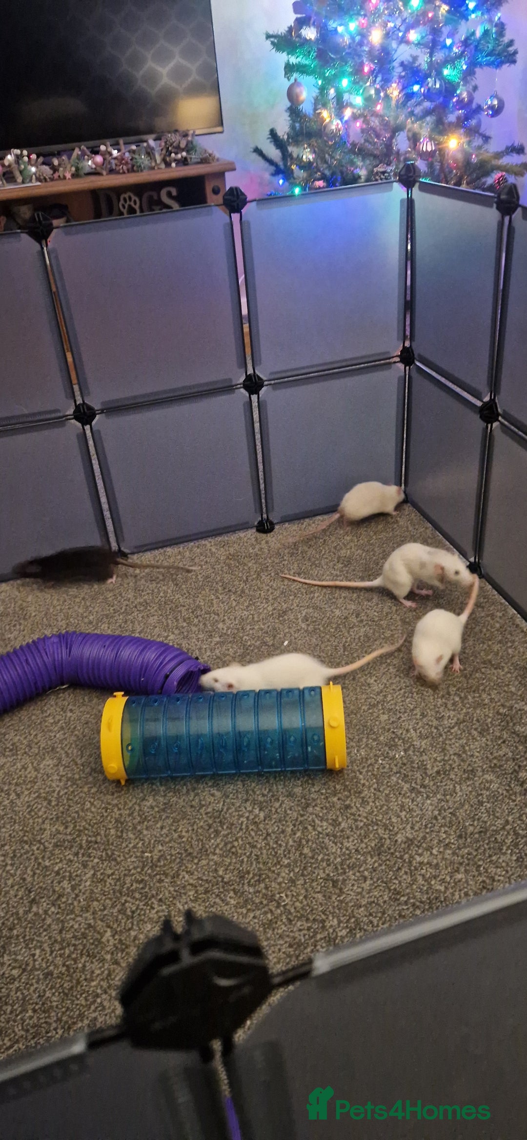 Rat rodents for sale: 5 girl rats  - Advert 2