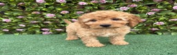 Cavapoo dogs for sale: Red/Brown Cavapoo - Advert 3