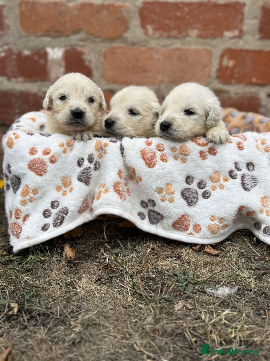 Golden Retriever dogs for sale: Old English cream golden retrievers  - Image 4