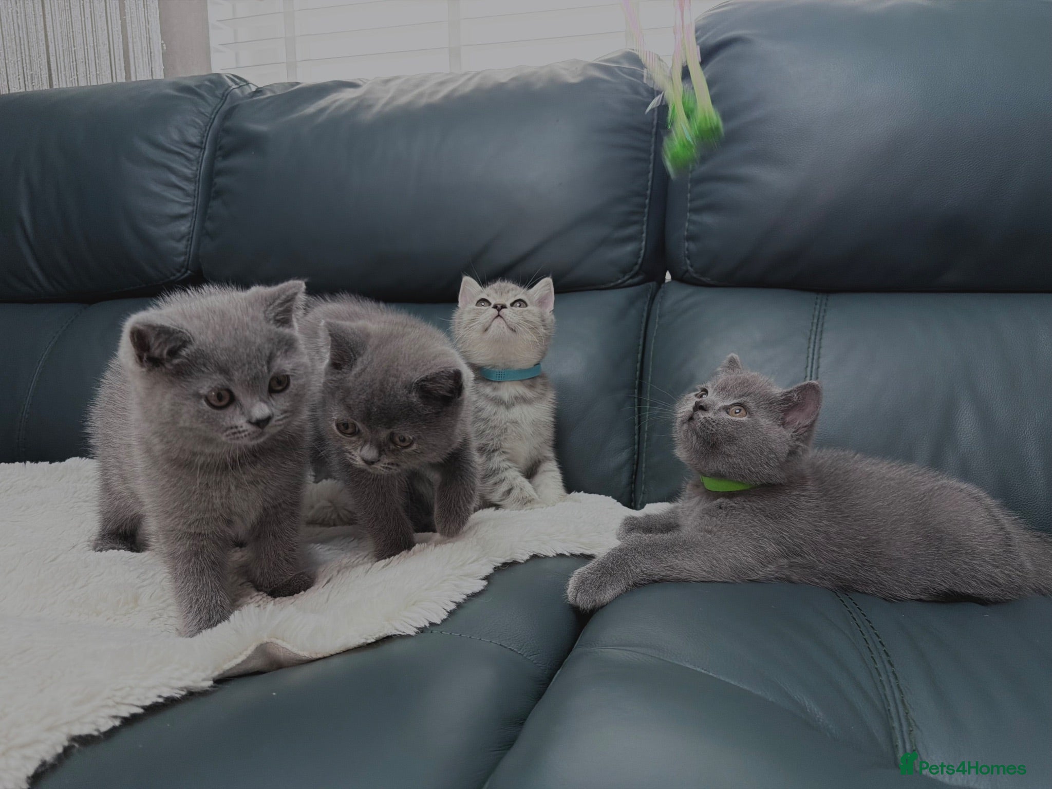 British Shorthair cats British shorthair ❤️❤️ Ready to go 🏡 - Advert 4