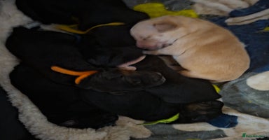 Mixed Breed dogs - Advert 12