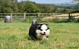 Pomsky dogs for sale: Genuine F4 Pomsky puppies (Health tested parents)  - Image 3