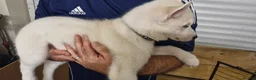 Siberian Husky dogs for sale: 5 Boys & 2 Girls Siberian Huskies – b. 21/5/26 - Advert 22