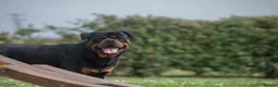 Rottweiler dogs for sale: Lovely Male Rottweiler - Advert 2