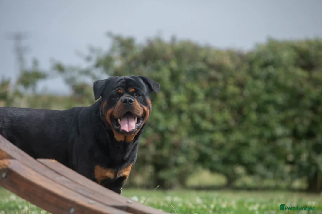 Rottweiler dogs for sale: Lovely Male Rottweiler - Advert 2