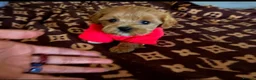 Maltipoo dogs for sale: Adorable Maltipoo Puppies  - Advert 8
