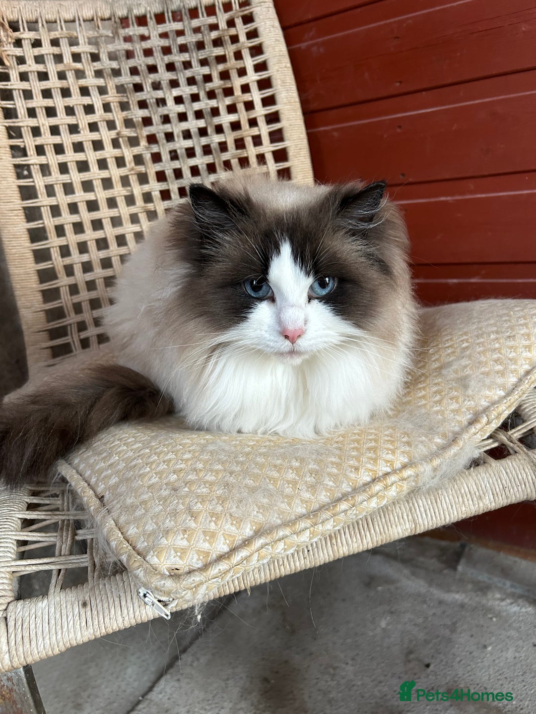 Ragdoll cats for sale: Seal bi colour - Image 6