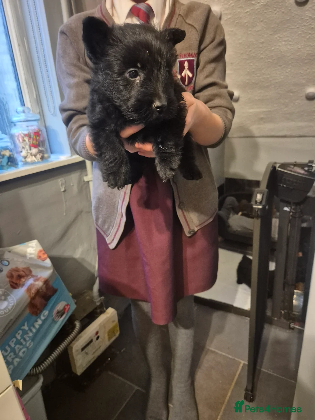 Scottish Terrier dogs for sale: Scottish terrier puppies  - Advert 8